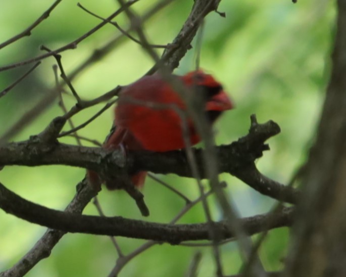 Northern Cardinal - ML636612714