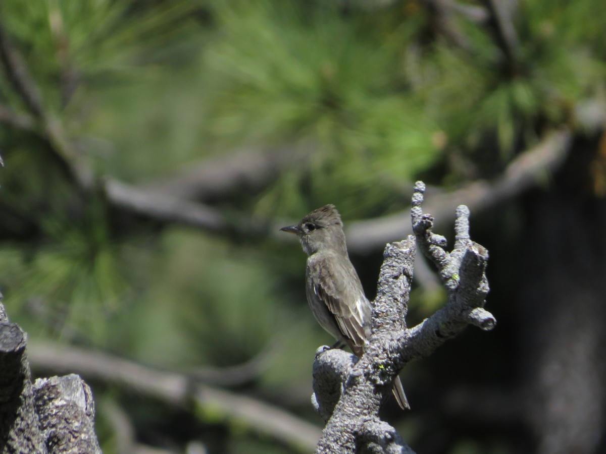 Olivflanken-Schnäppertyrann - ML636612725