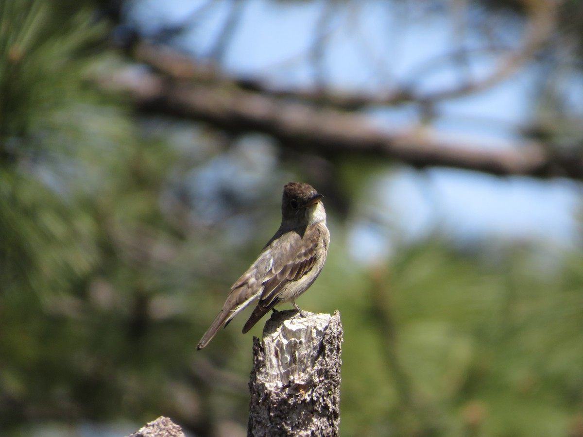 Olivflanken-Schnäppertyrann - ML636612726