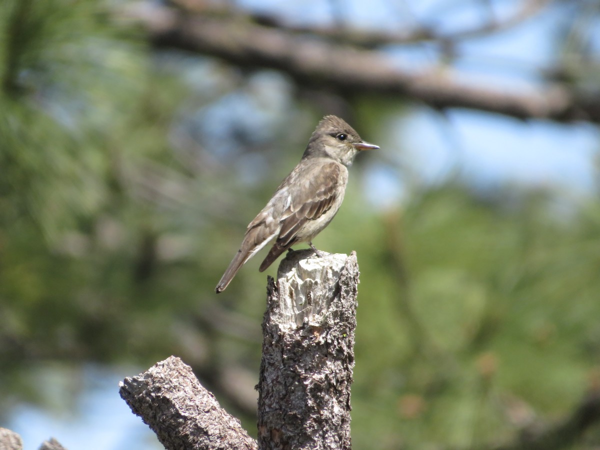 Olivflanken-Schnäppertyrann - ML636612727