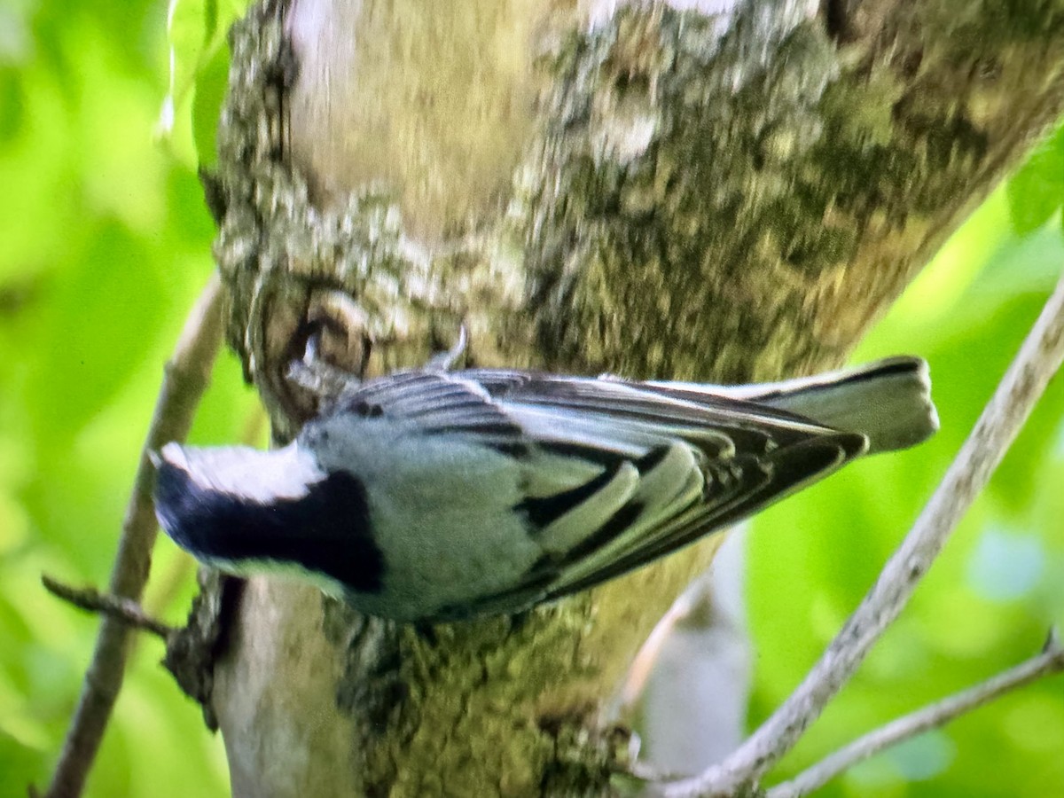 White-breasted Nuthatch - ML636612737