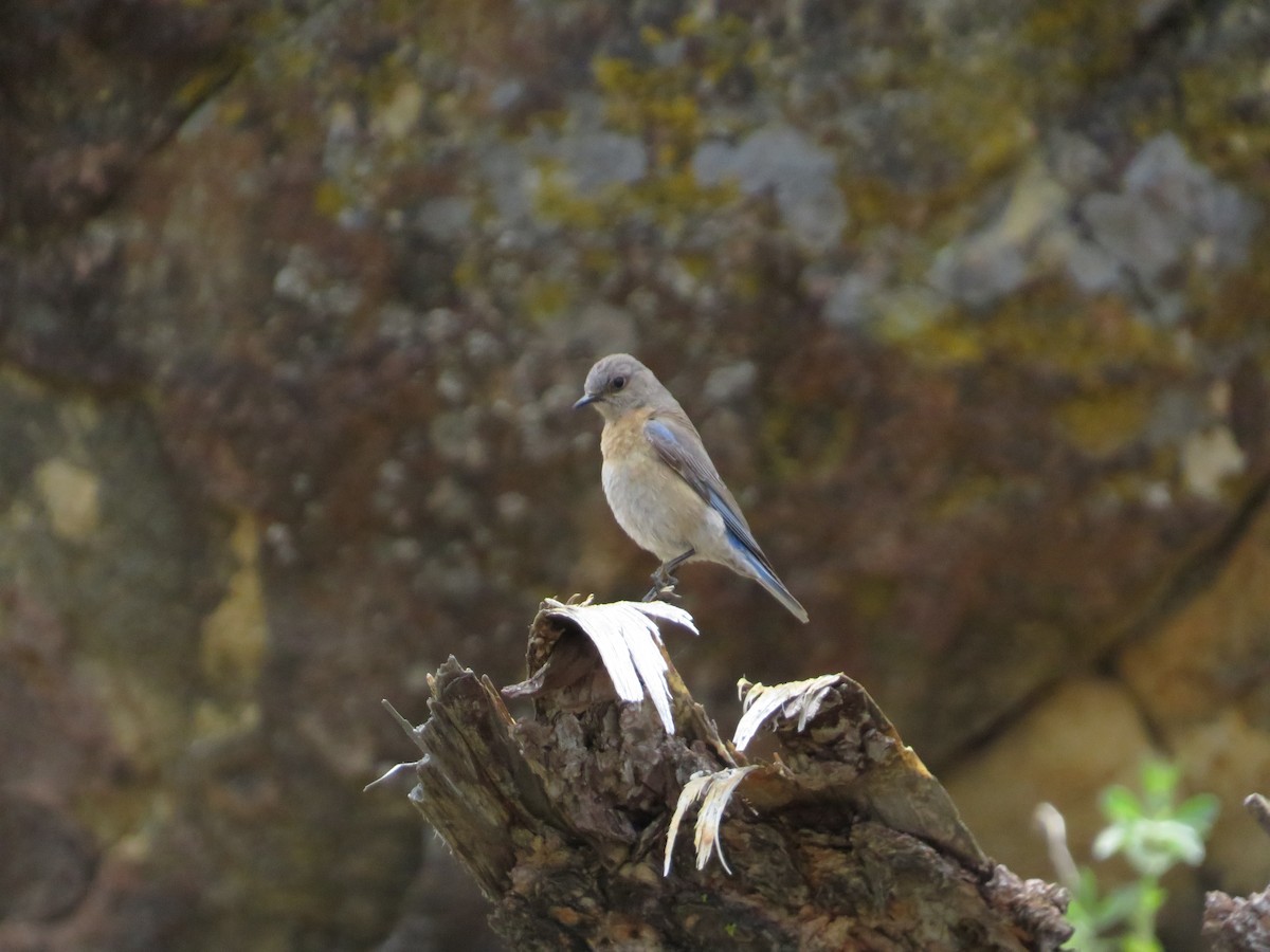 Blaukehl-Hüttensänger - ML636612747