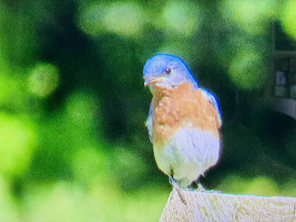 Eastern Bluebird - ML636612749