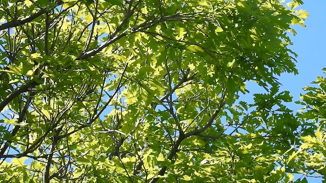 Yellow-throated Vireo - ML636612798