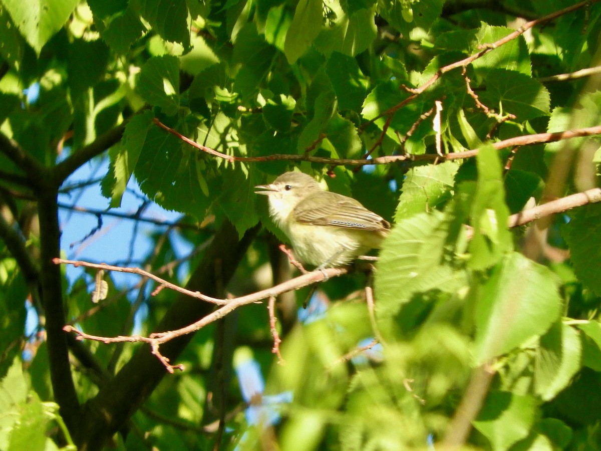 Tennessee Warbler - ML636612927