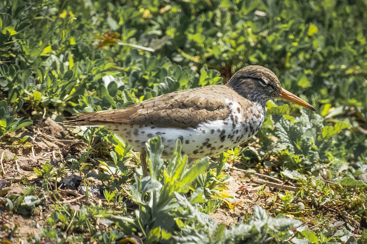 Spotted Sandpiper - ML636612955