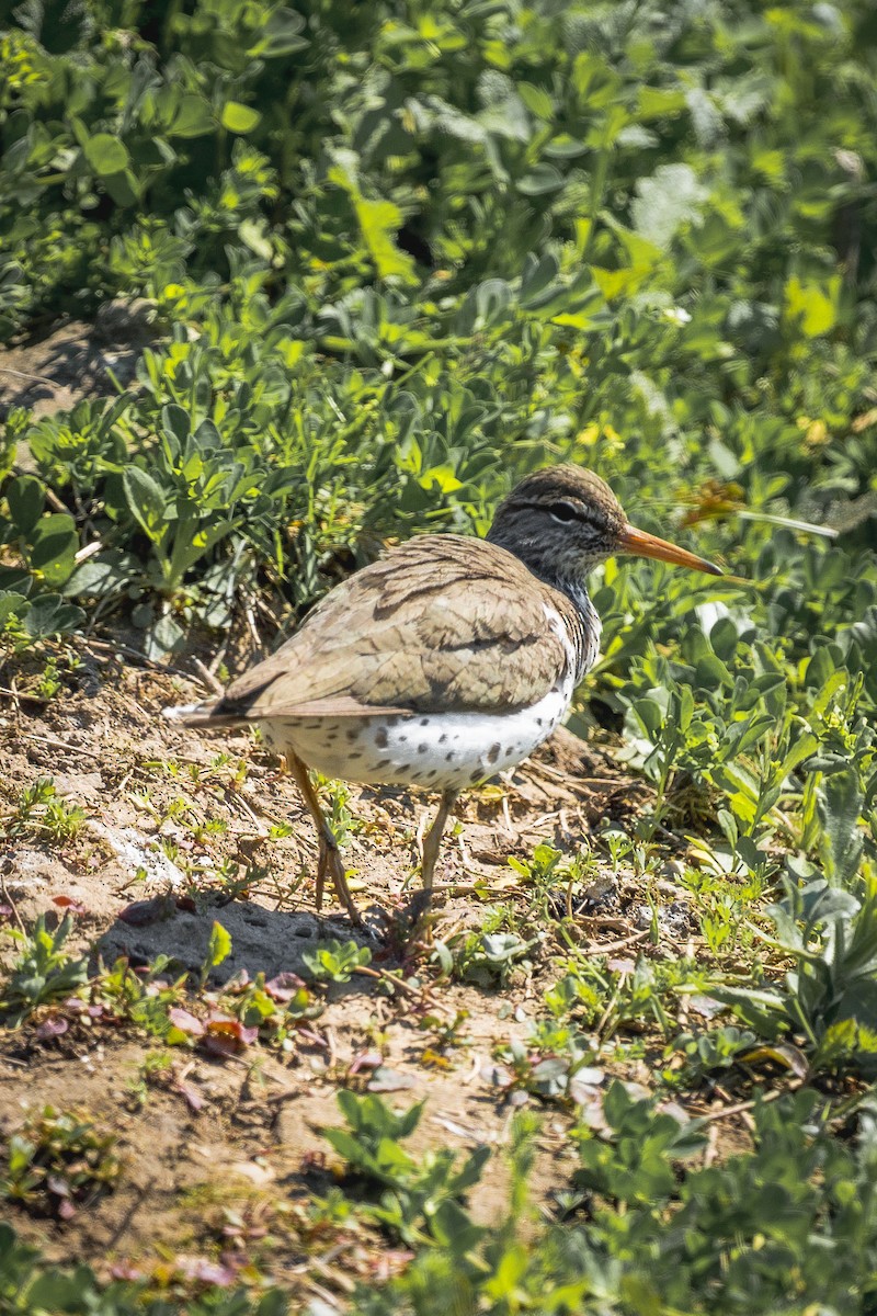 Spotted Sandpiper - ML636612956