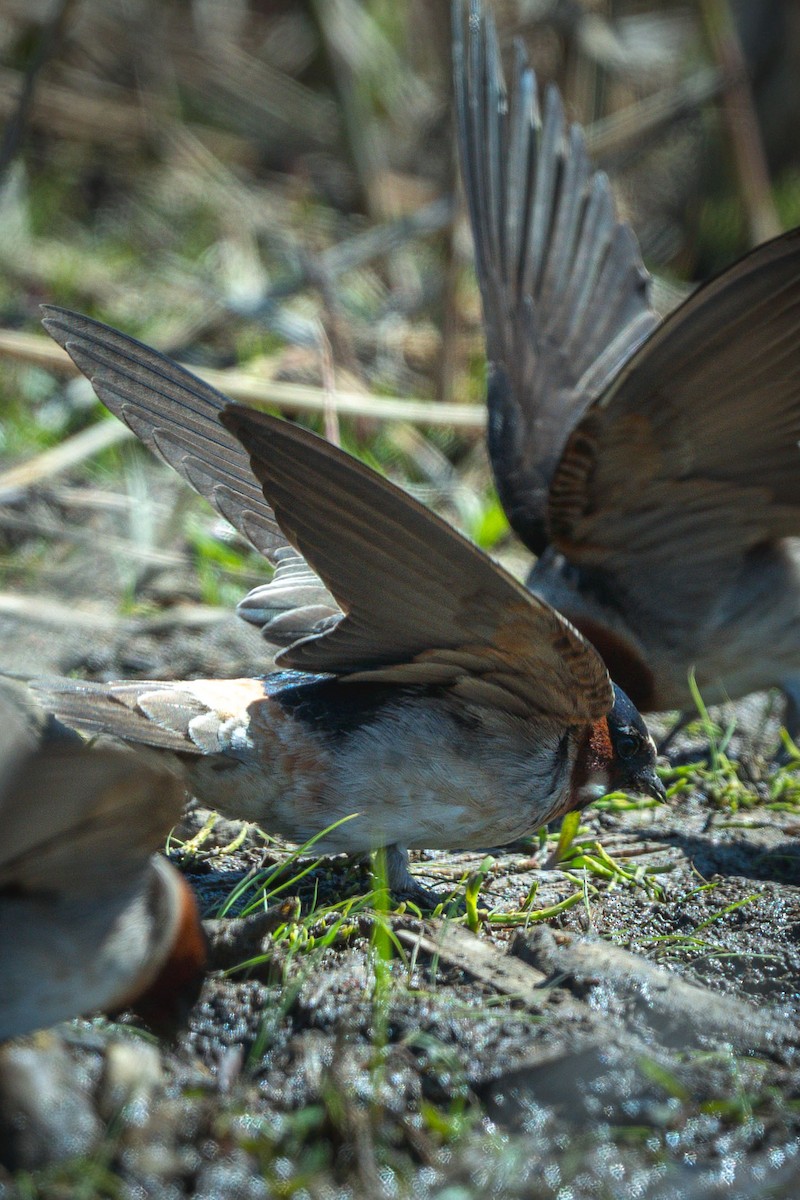 Cliff Swallow - ML636612971