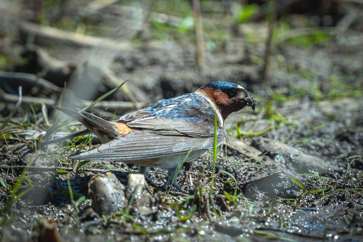 Cliff Swallow - ML636612973