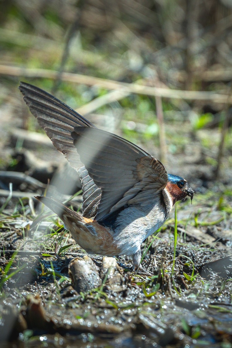 Cliff Swallow - ML636612974