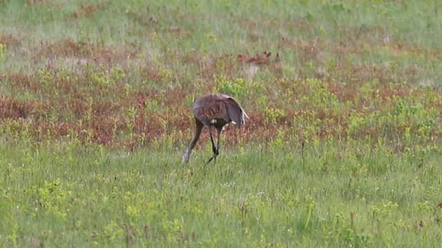 カナダヅル - ML636613005