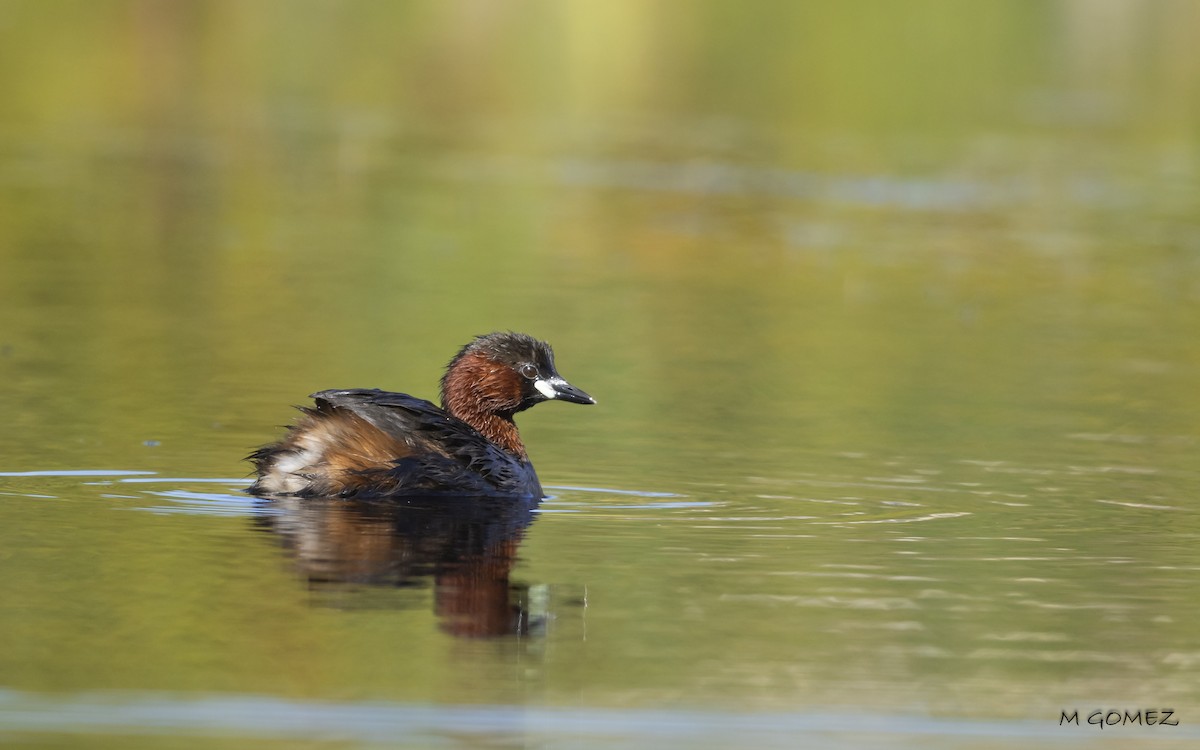 Little Grebe - ML636613030
