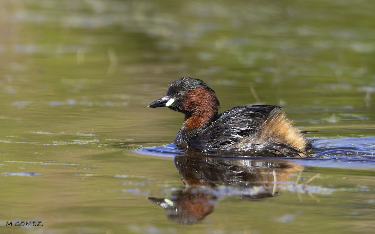 Little Grebe - ML636613031