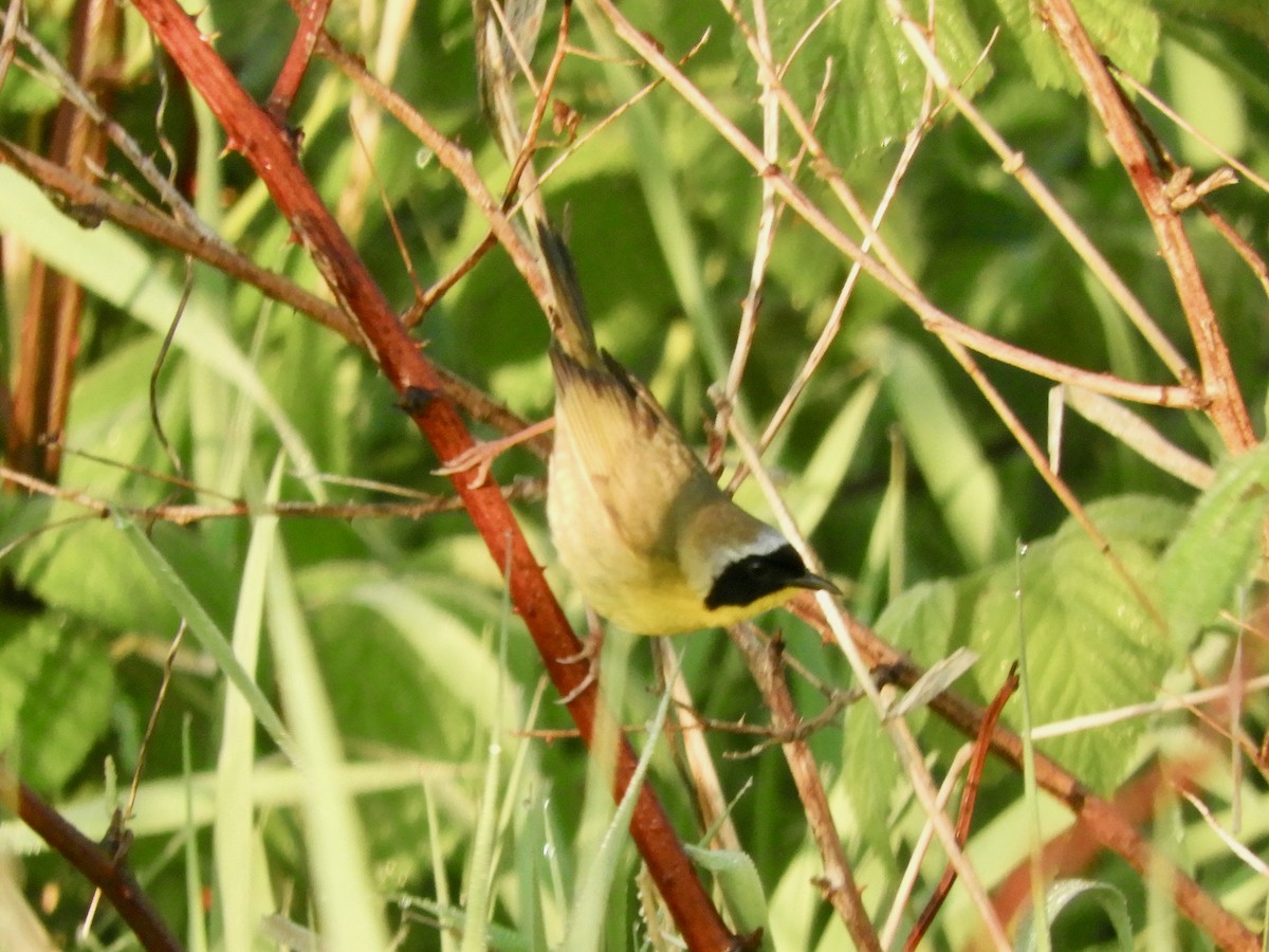 Common Yellowthroat - ML636613120