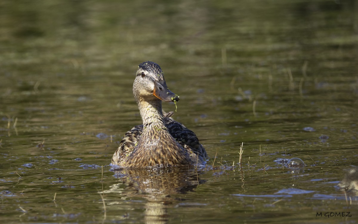 Mallard - ML636613203