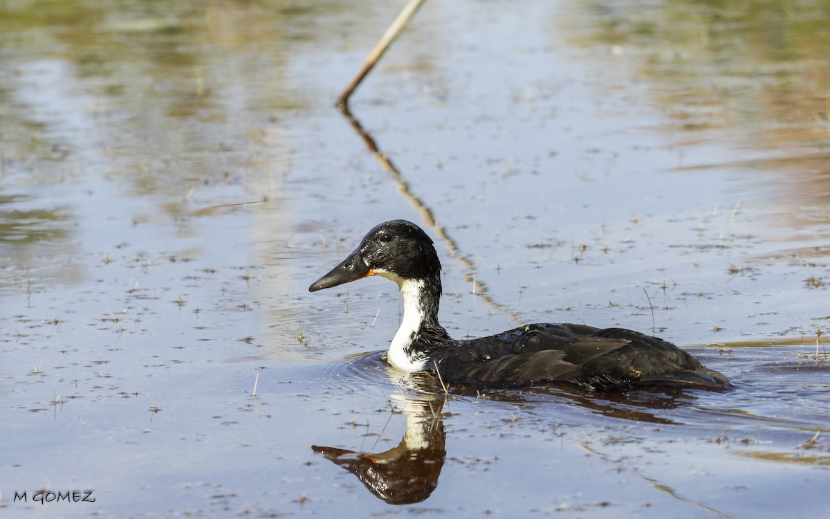 Mallard - ML636613204