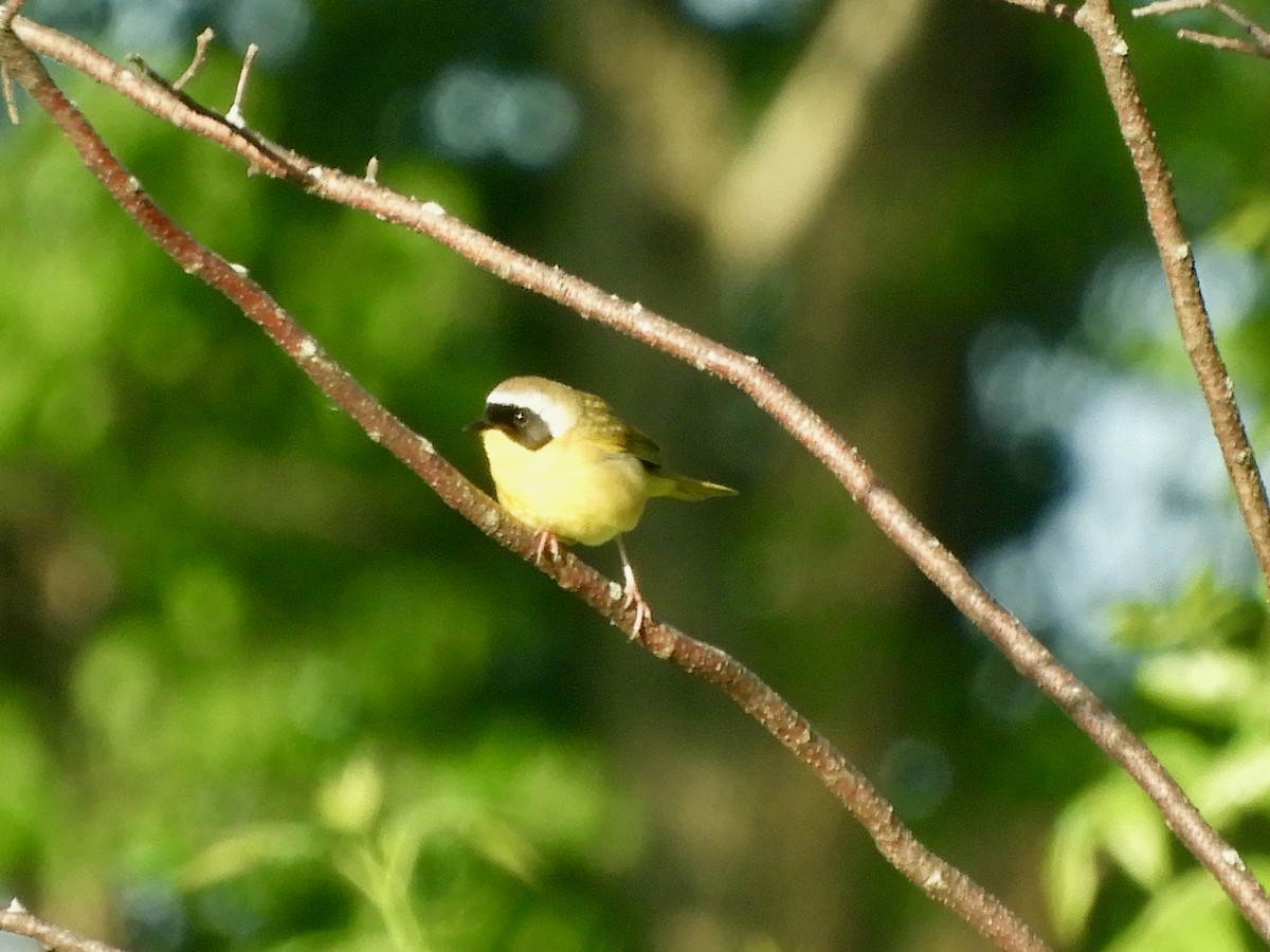 Common Yellowthroat - ML636613235