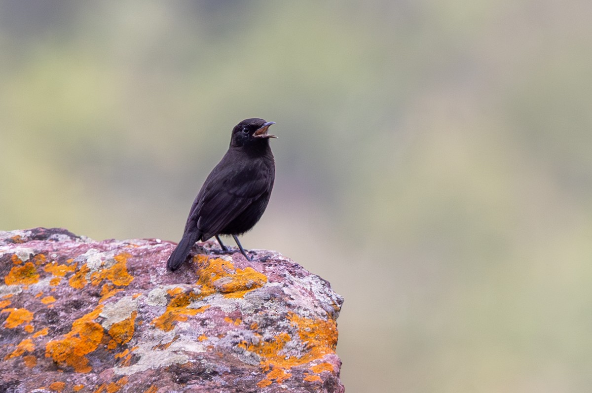 Rüppell's Chat - ML636613281