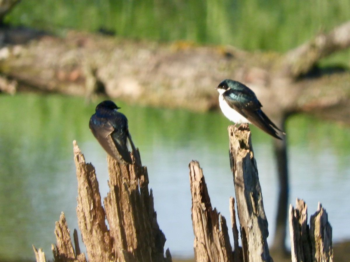 Tree Swallow - ML636613312