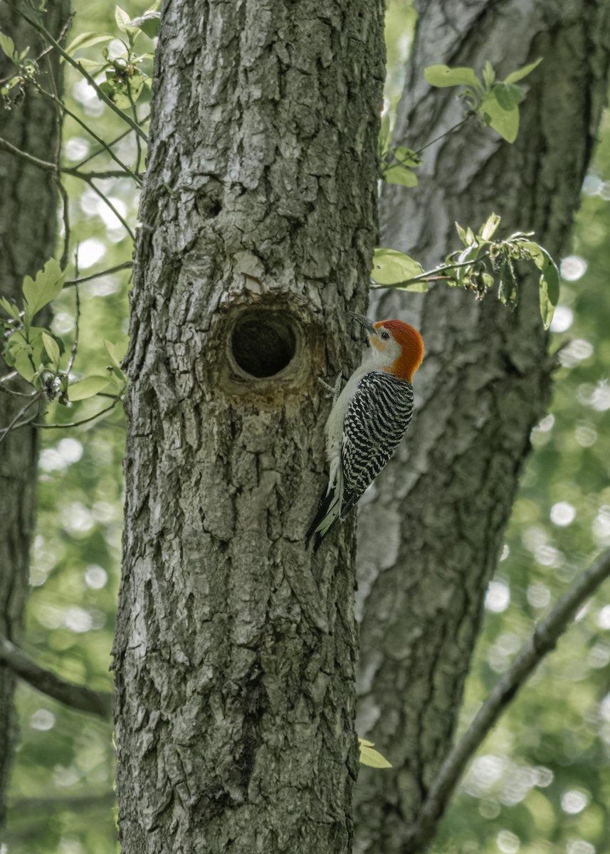 Red-bellied Woodpecker - ML636613331