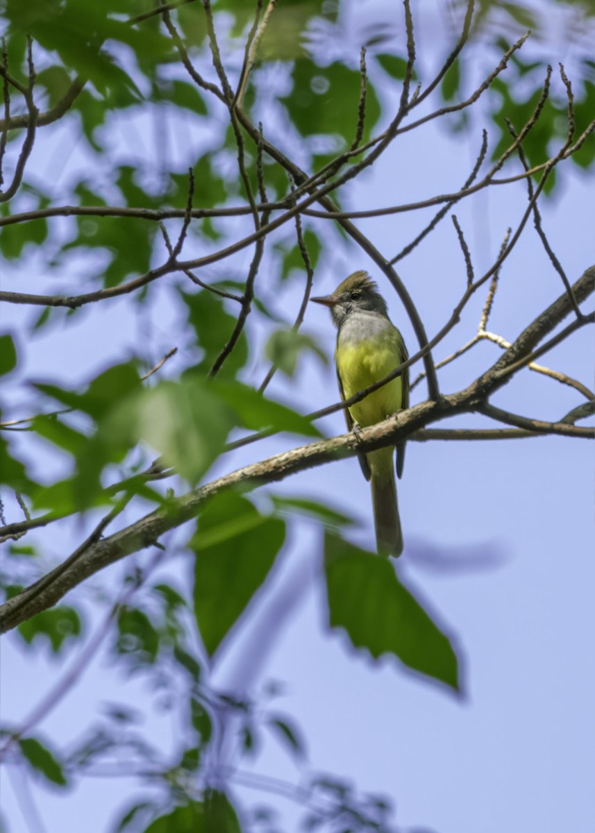 Great Crested Flycatcher - ML636613338
