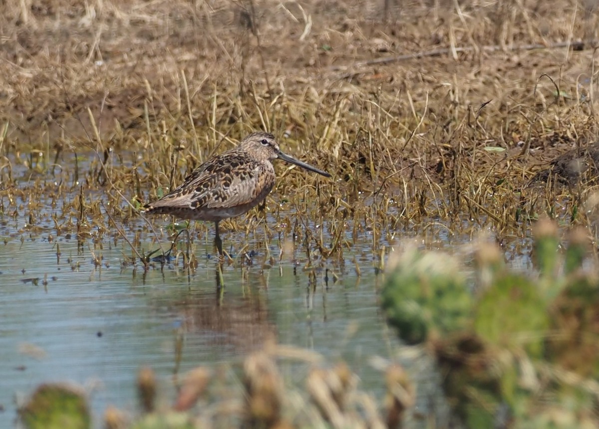 Long-billed Dowitcher - ML636613424