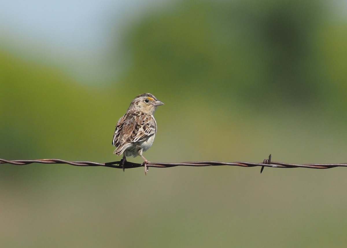 Grasshopper Sparrow - ML636613428