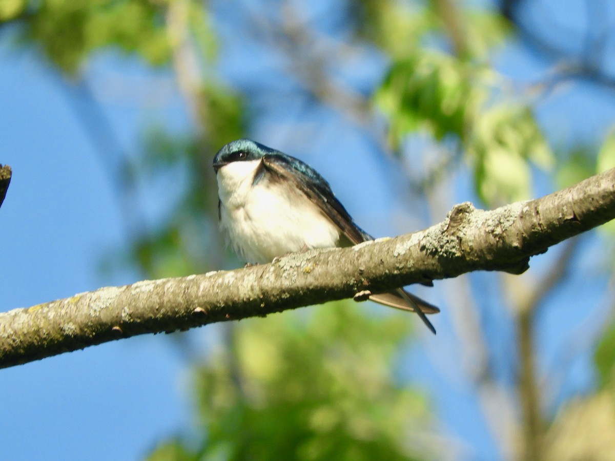 Tree Swallow - ML636613455
