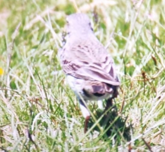 Water Pipit - ML636613461