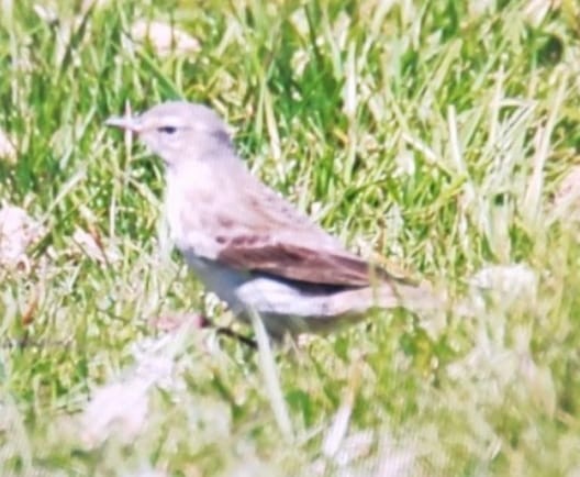 Water Pipit - ML636613462