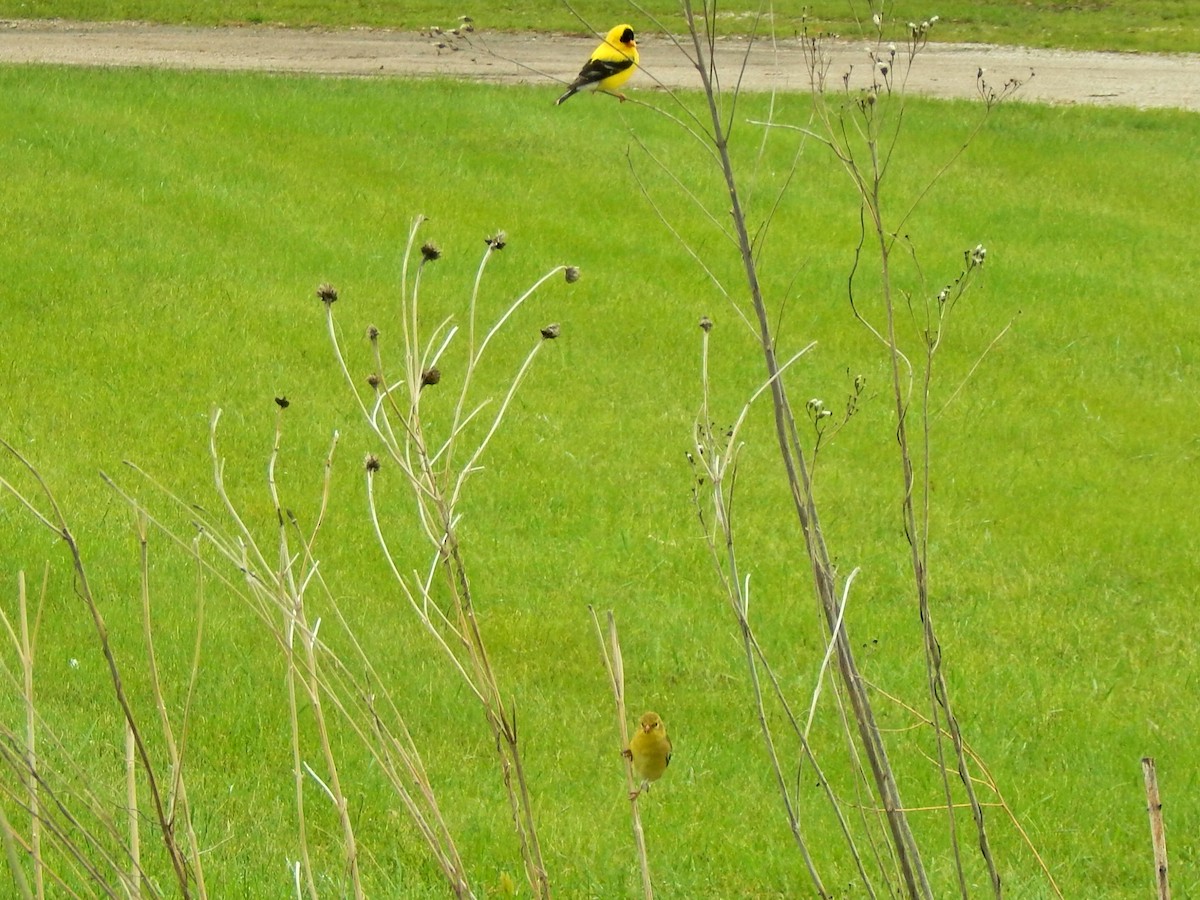 American Goldfinch - ML636613511