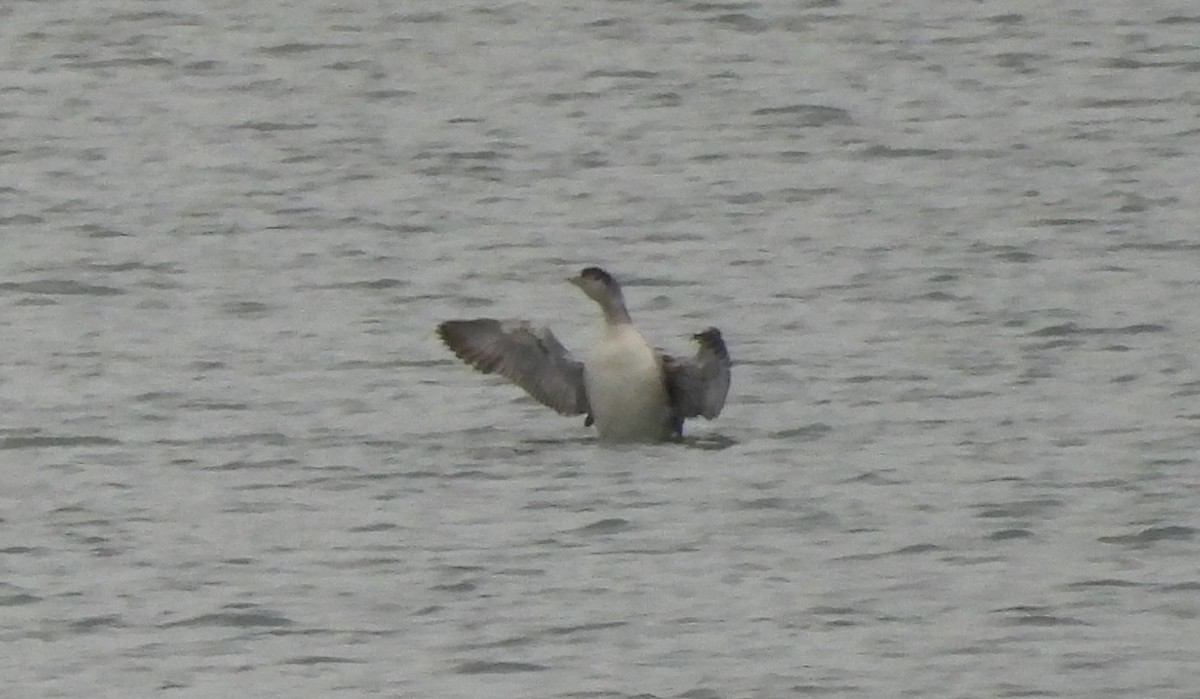 Common Loon - ML636613595