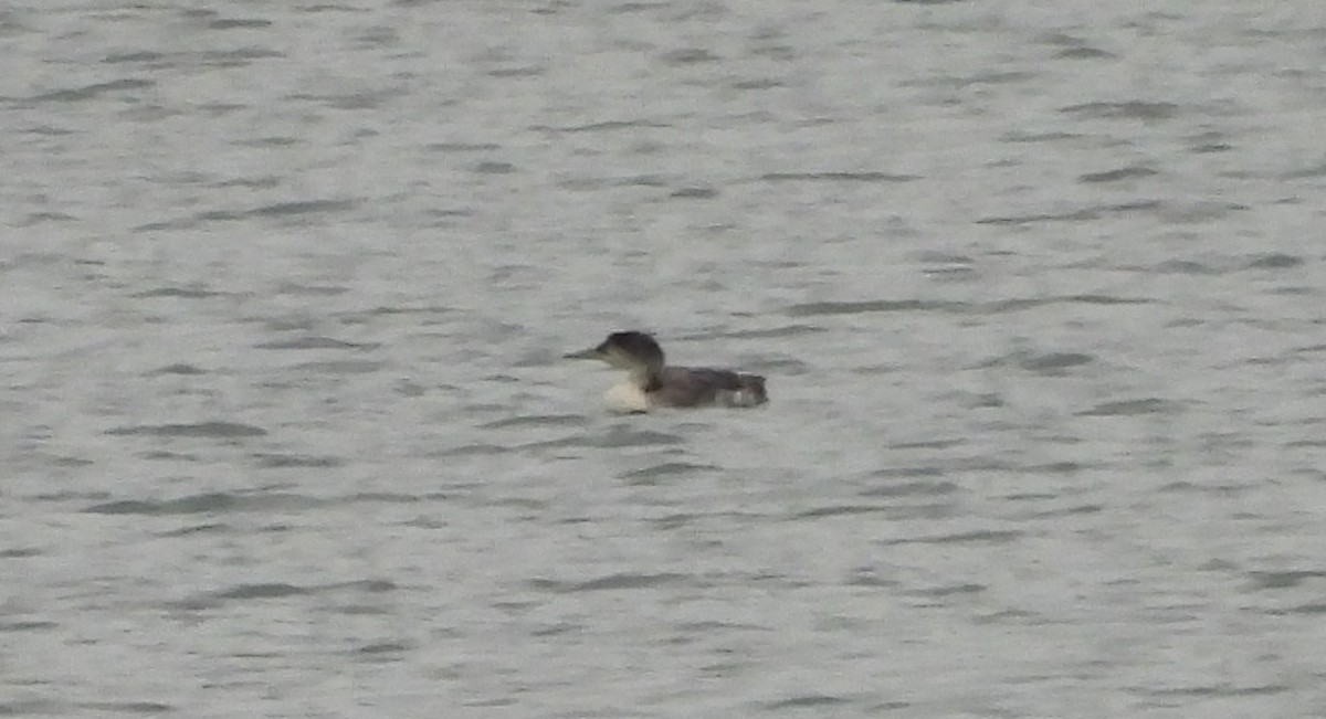 Common Loon - ML636613596