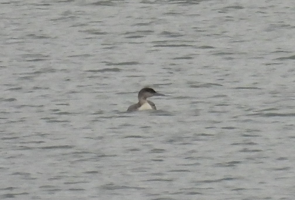 Common Loon - ML636613597