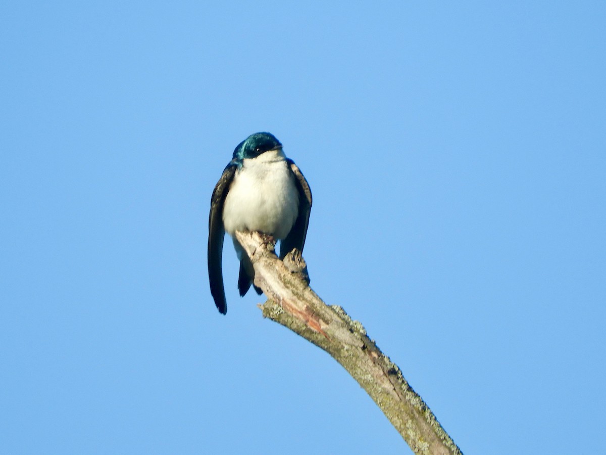 Tree Swallow - ML636613653