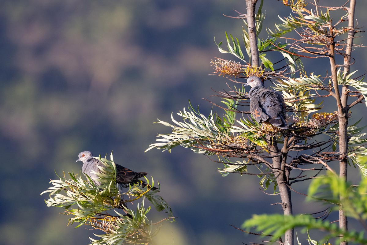 Dusky Turtle-Dove - ML636613687