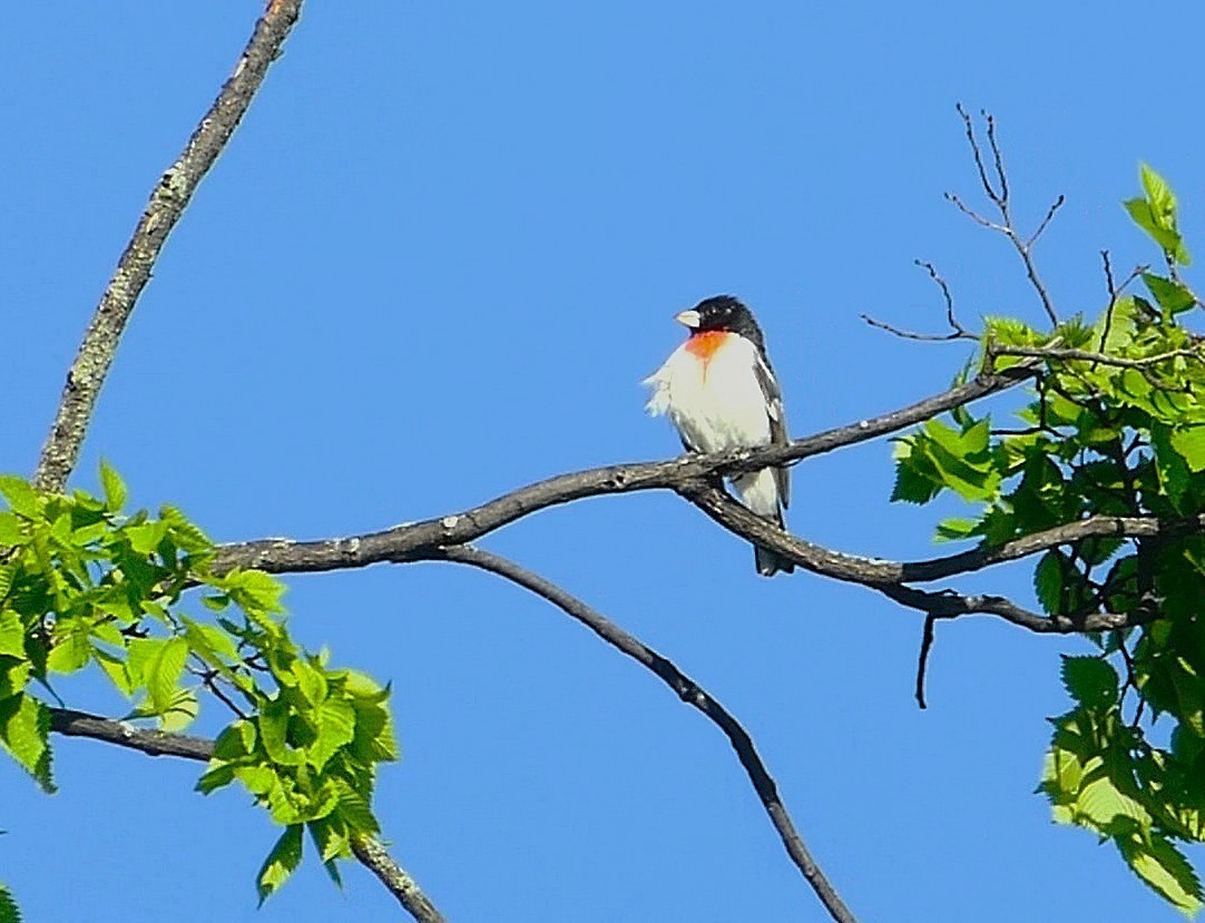 Rose-breasted Grosbeak - ML636613695