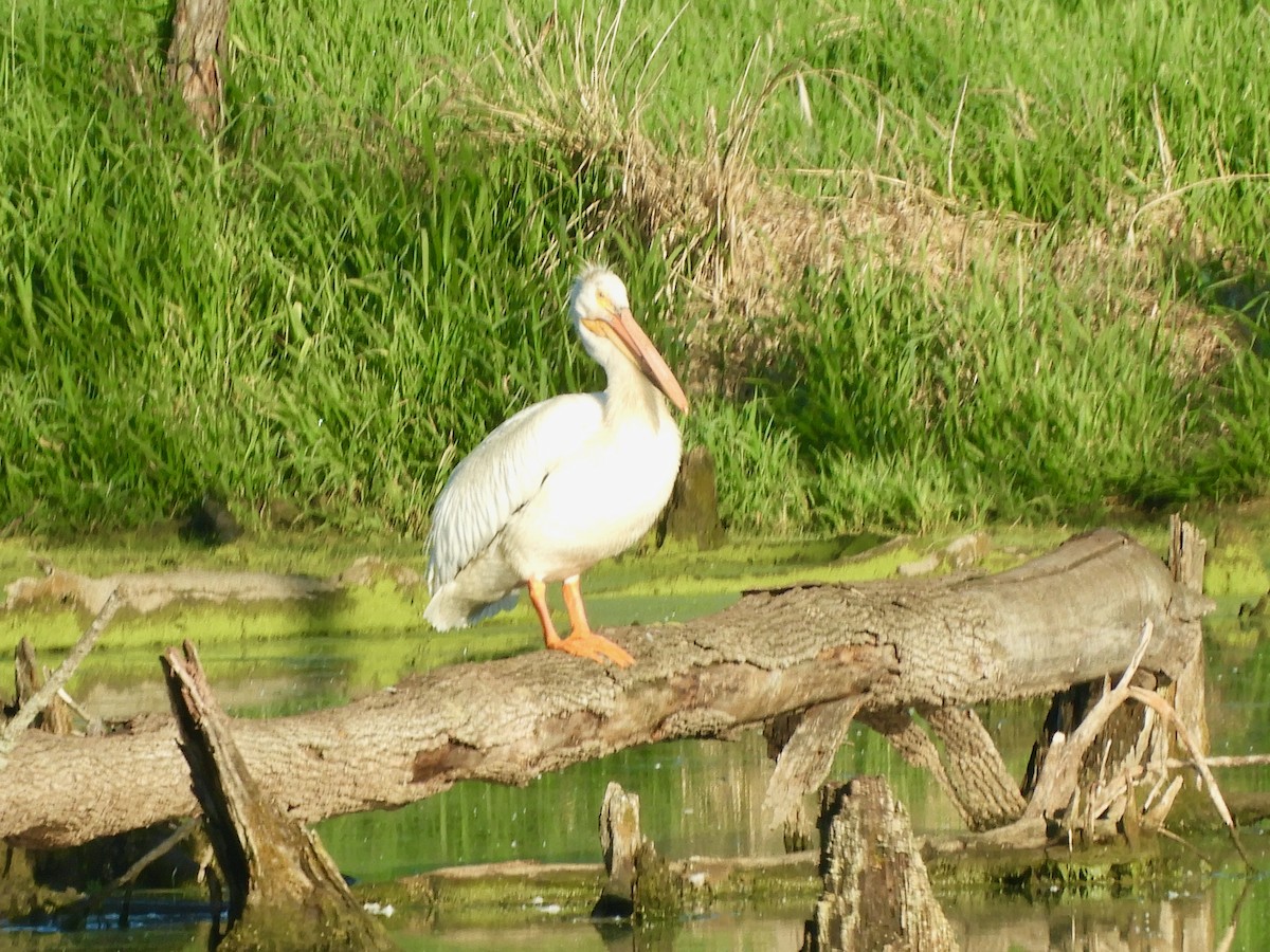 American White Pelican - ML636613787
