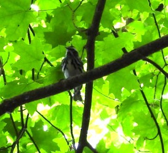 Black-and-white Warbler - ML636613794