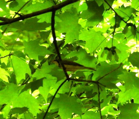 Canada Warbler - ML636613802