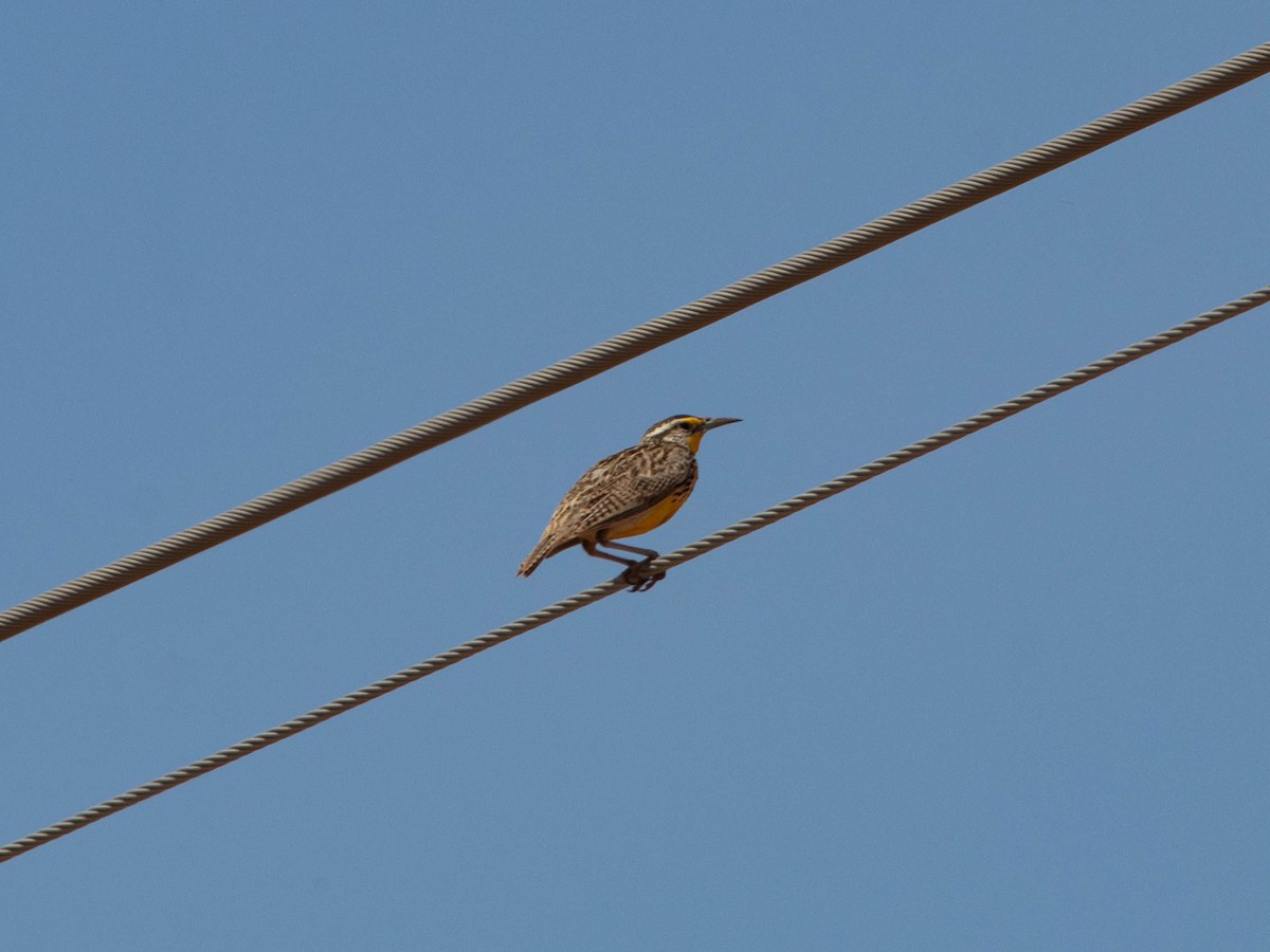 Western Meadowlark - ML636614056