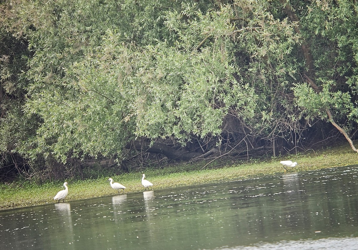Little Egret - ML636614070