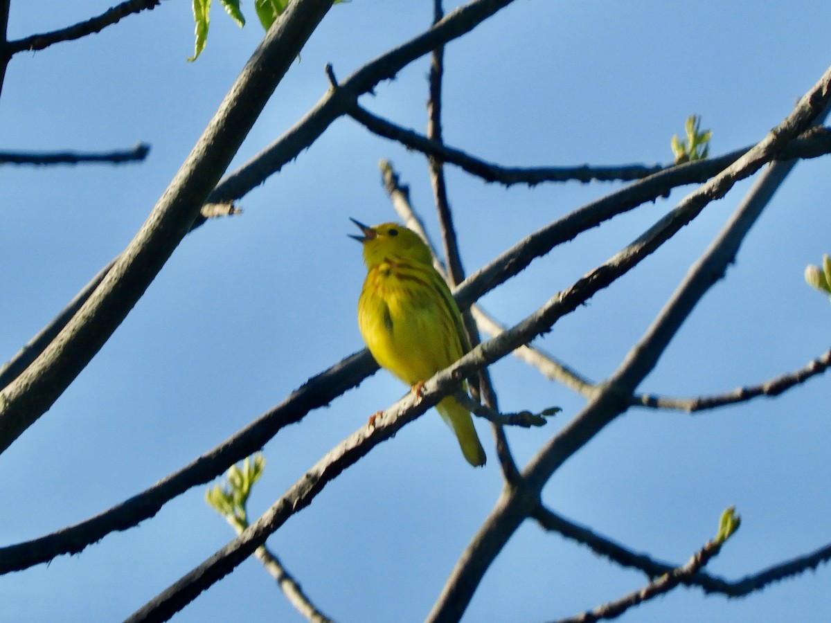Yellow Warbler - ML636614123