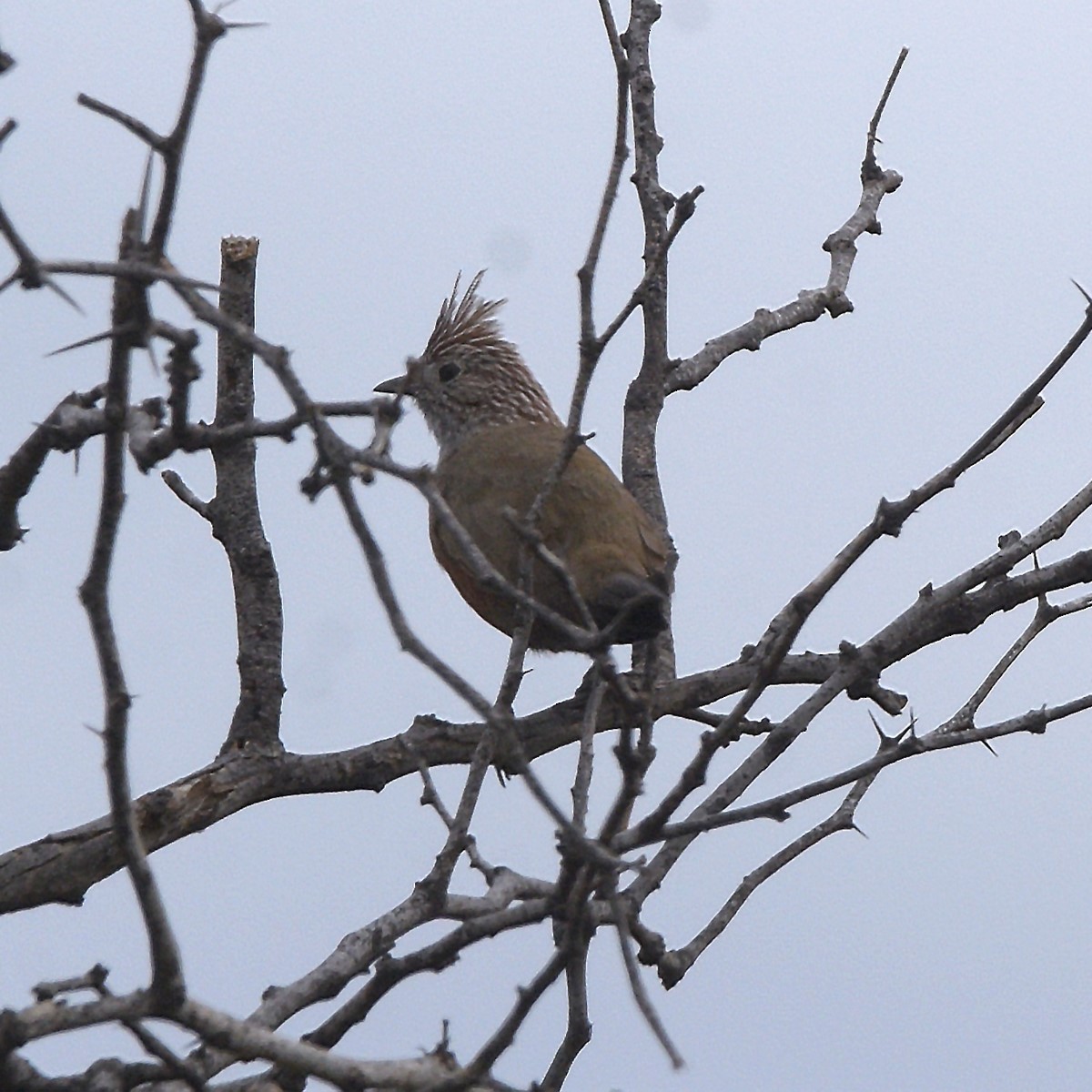 Crested Gallito - ML636614137