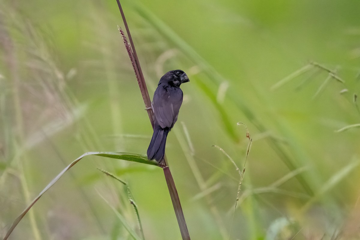 Black-billed Seed-Finch - ML636614185