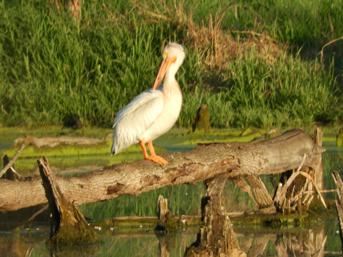 American White Pelican - ML636614296