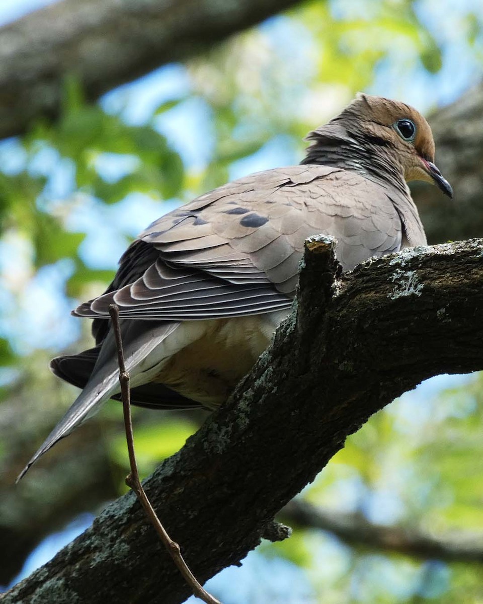 Mourning Dove - ML636614326