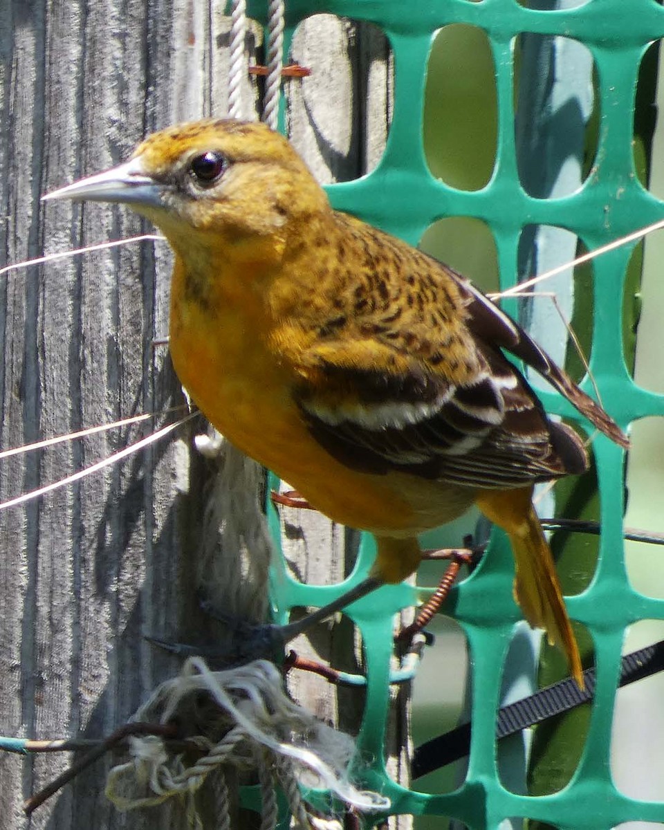 Baltimore Oriole - ML636614338