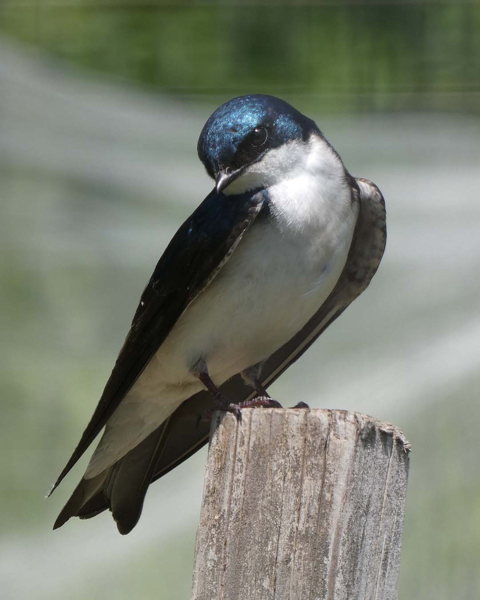 Tree Swallow - ML636614367