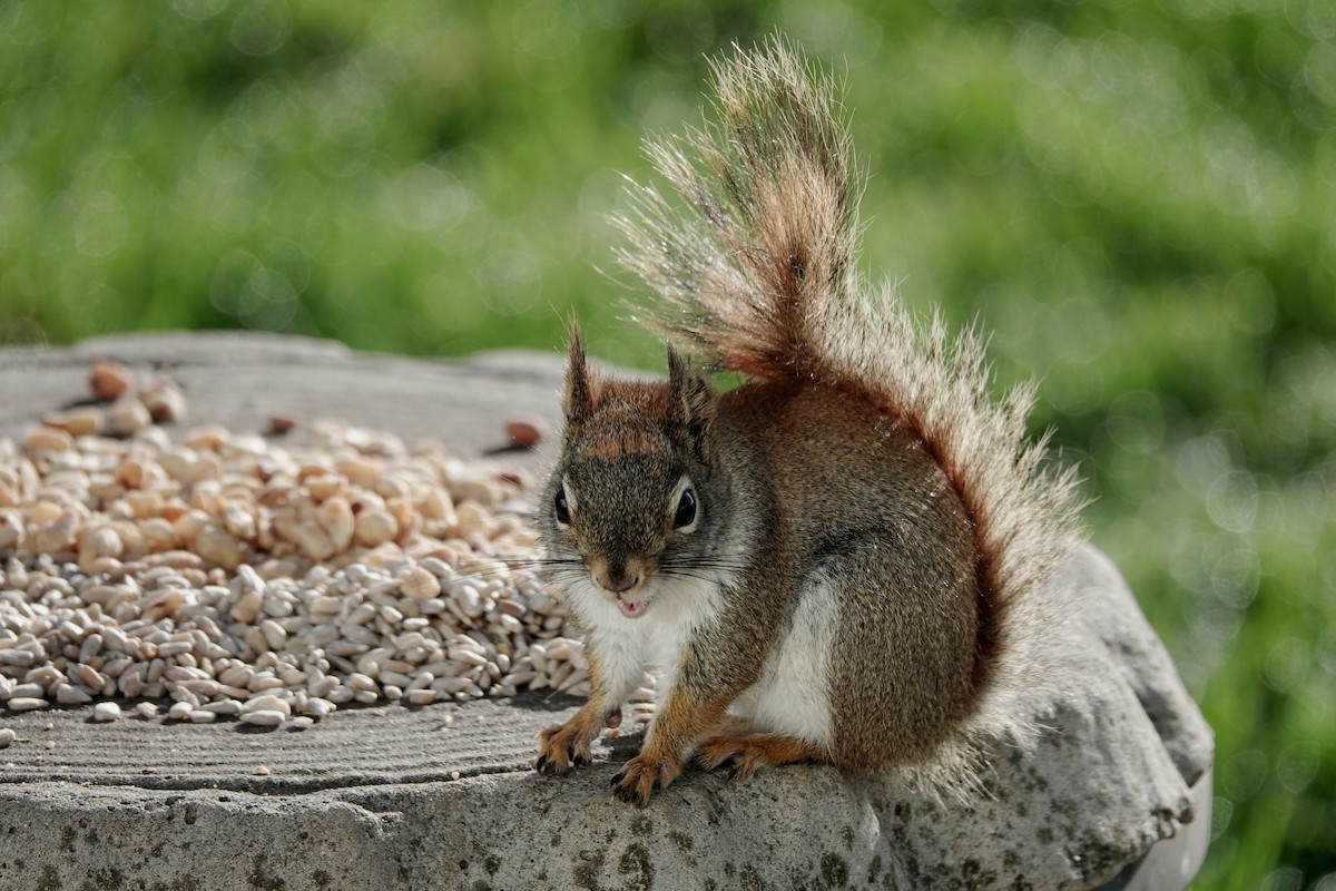 Mammals - ML636614381